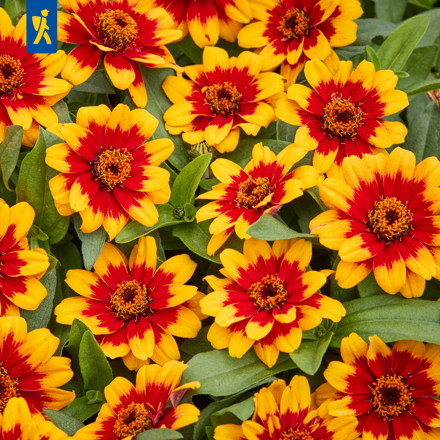 Rote und gelbe Blüten mit grünen Blättern im Blumenbeet.
