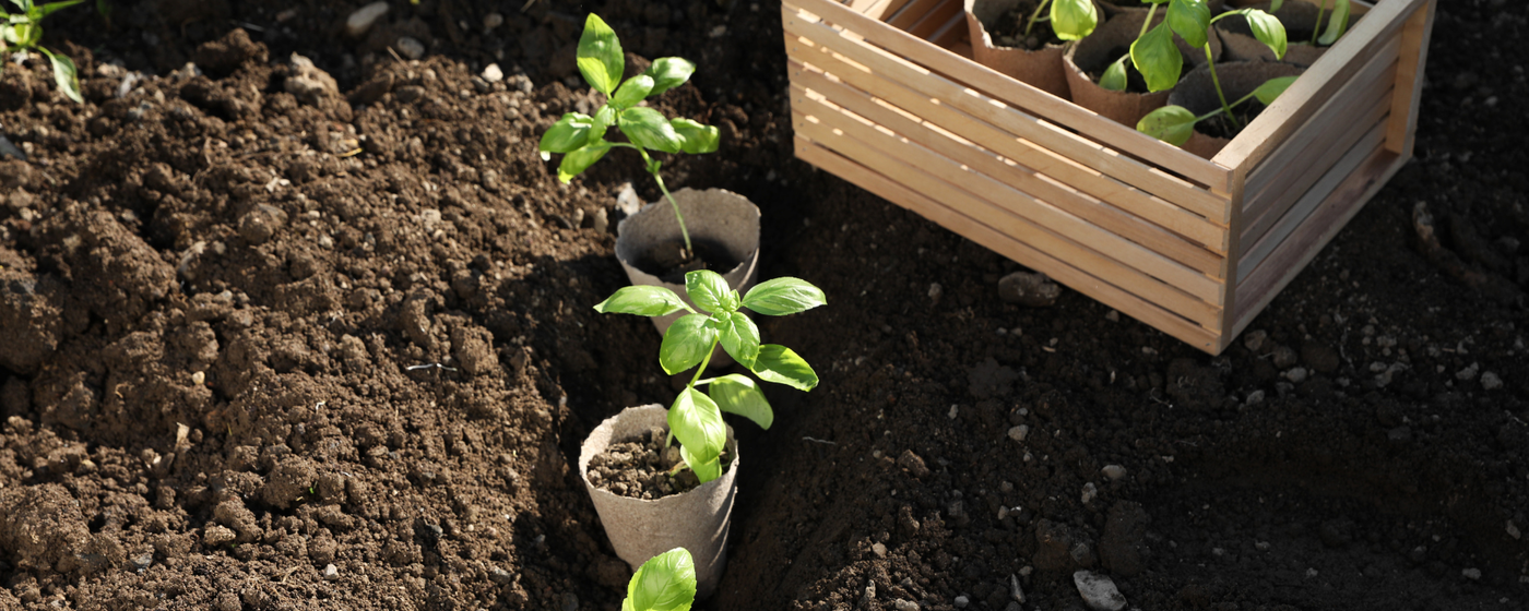 Junge Basilikumpflanzen in Tontöpfen neben Sandkasten auf dunklem Boden.