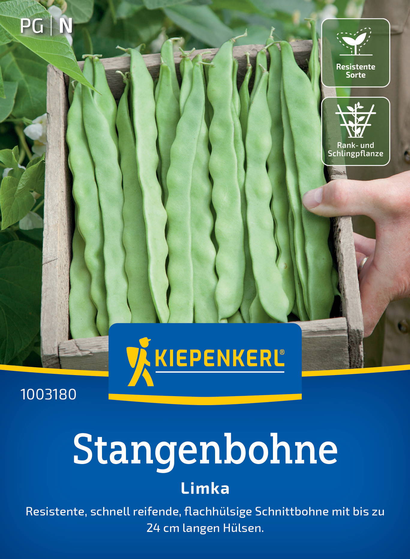 Grüne Stangenbohnen in einem Holzschacht, Symbol für resistente Sorte und Rank- sowie Schlingpflanze.