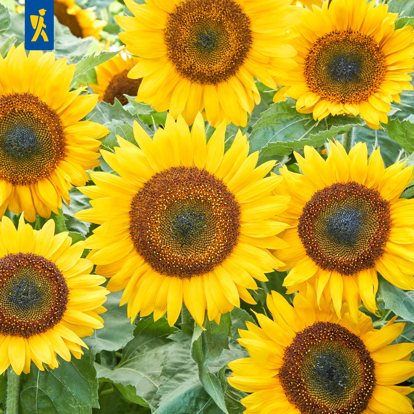 Mehrere gelbe Sonnenblumen mit braunen Staubblättern und grünen Blättern.
