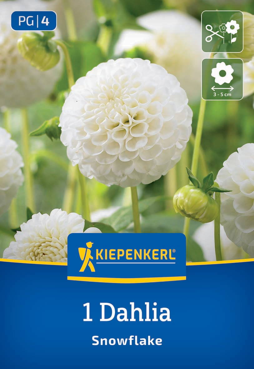 Weiße, runde Dahlie Snowflake mit grünen Knospen, im Hintergrund grünes Laub, Verpackung mit Kiepenkerl Logo.