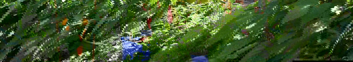 Bunte Gemüsepflanzen und Kräuter in blauen Töpfen im Garten.