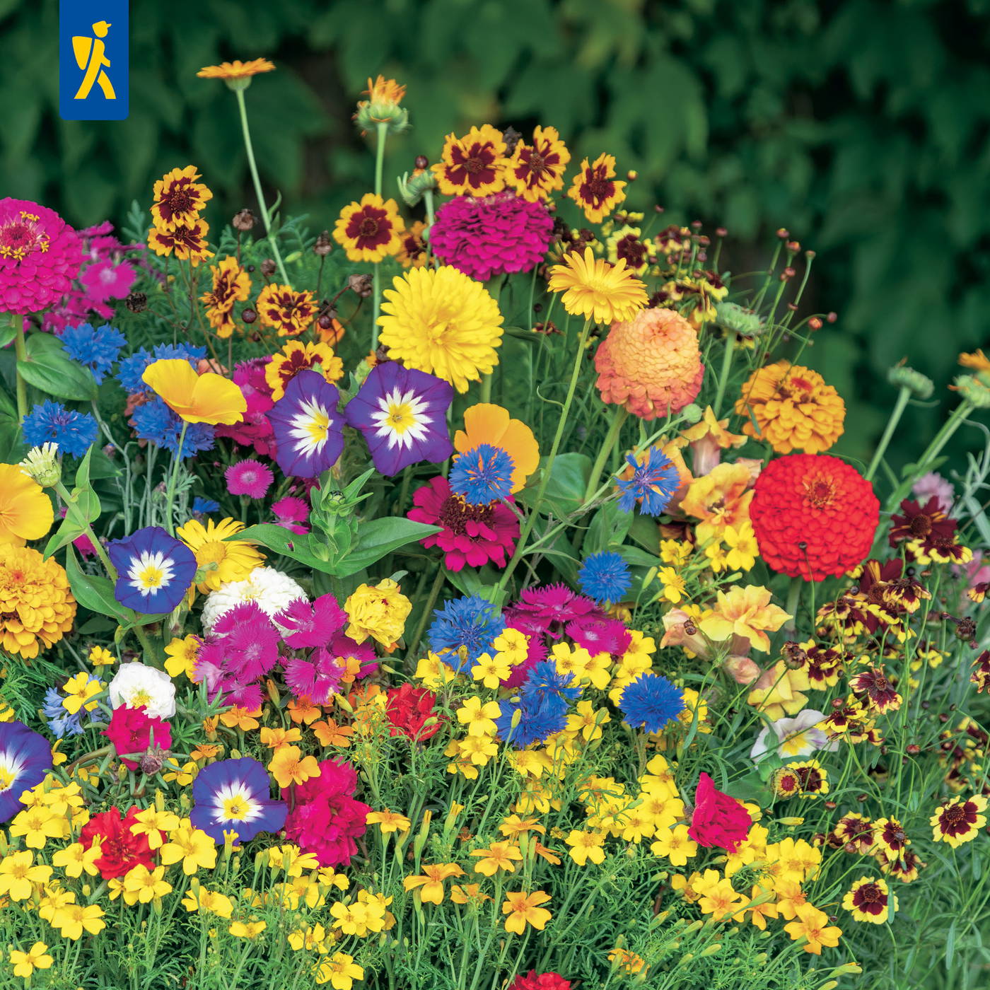 Bunte Blumen in verschiedenen Farben und Arten vor grünem Laub.