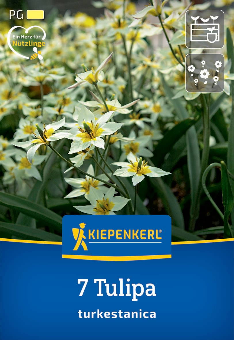 Weiße Tulpen mit gelben Zentrum in einem Beet.