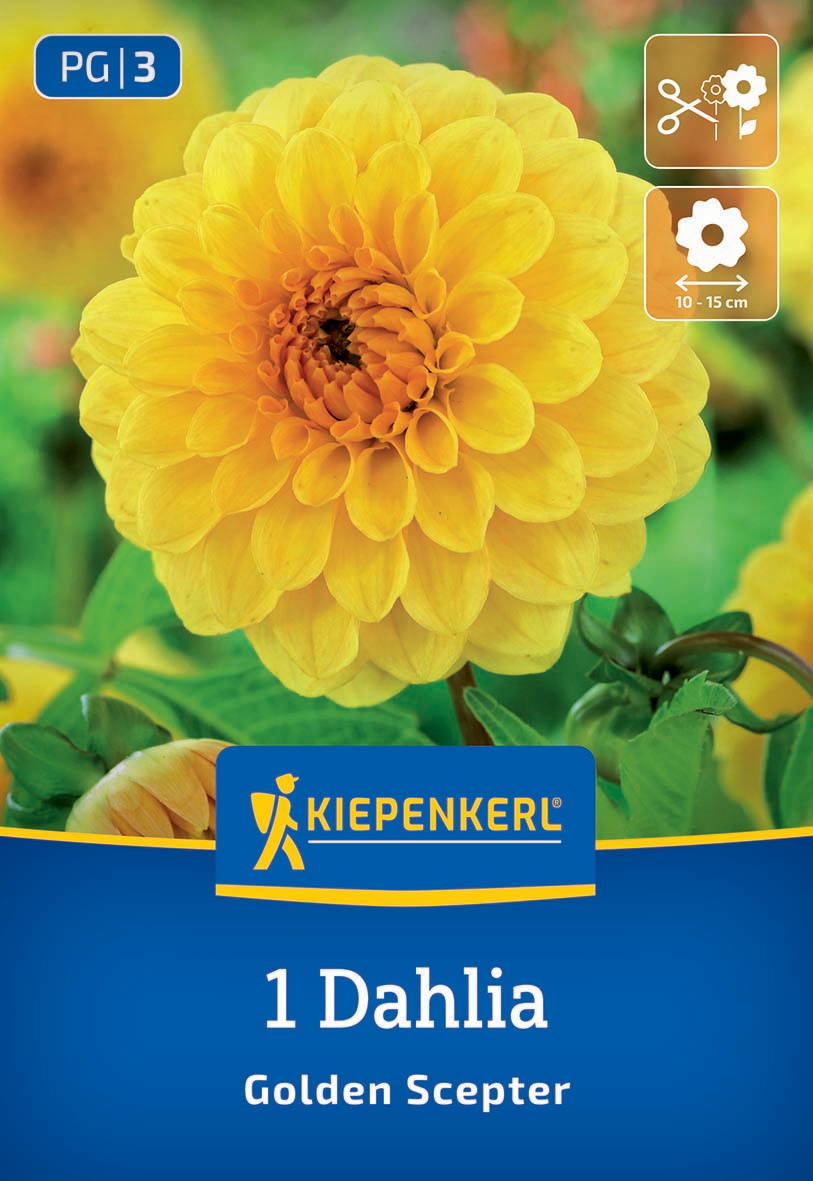 Gelbe Dahlia Blüte mit grünen Blättern, Pflanzenetikett mit Marke Kiepenkerl, Blüte im Detail, Sortenname Golden Scepter.