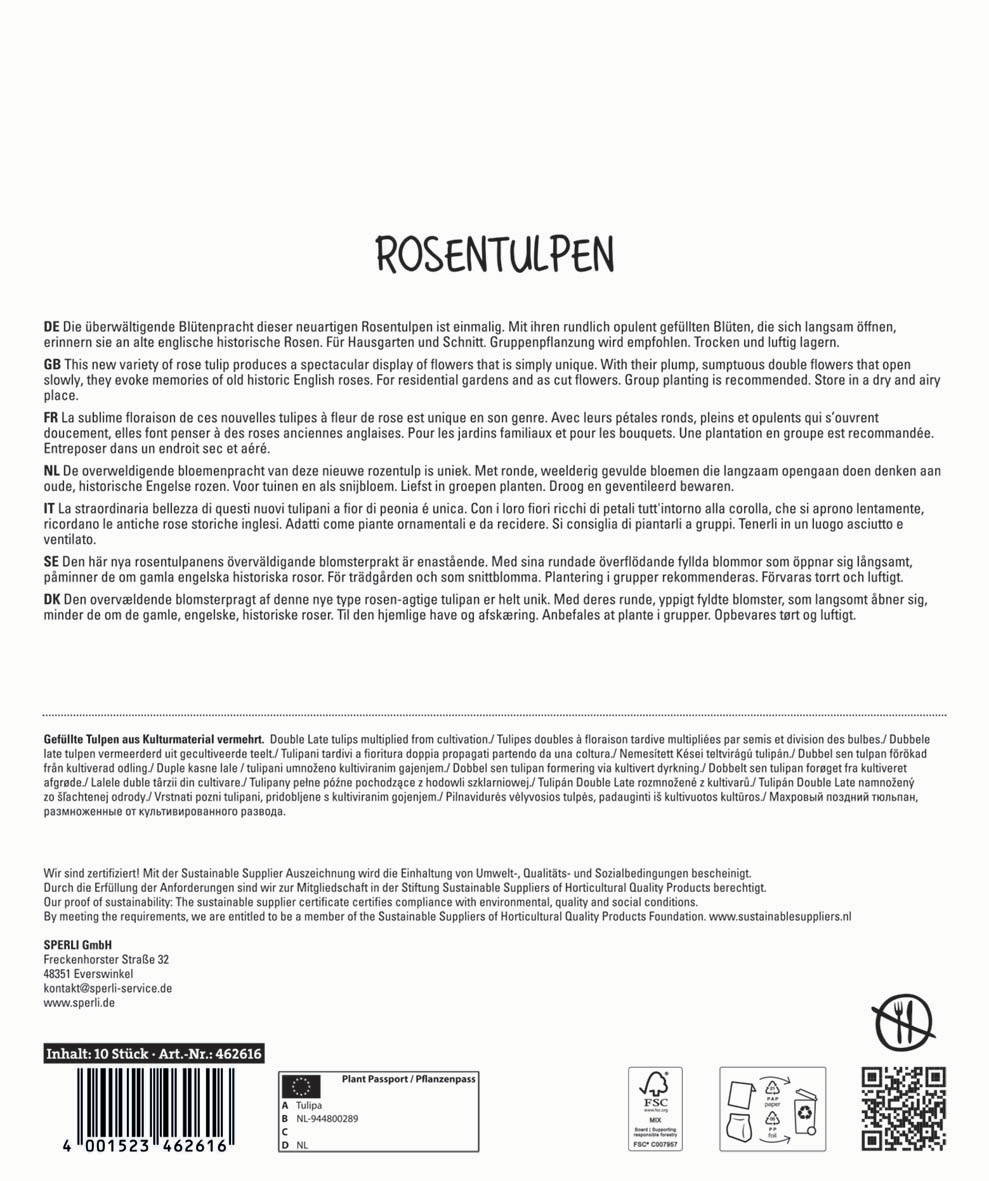 Rosen Tulpen, mehrfarbige Blüten, für Garten, Balkon, Zimmer, Topfpflanzen, geschnittene Blumen, Schnittblumen.