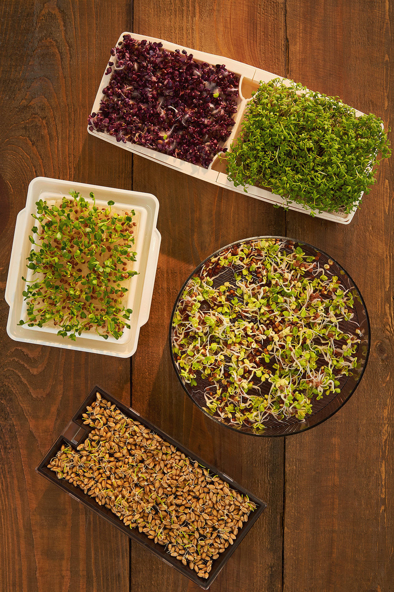 Verschiedene Arten von Keimlingen in Kassetten auf Holz.