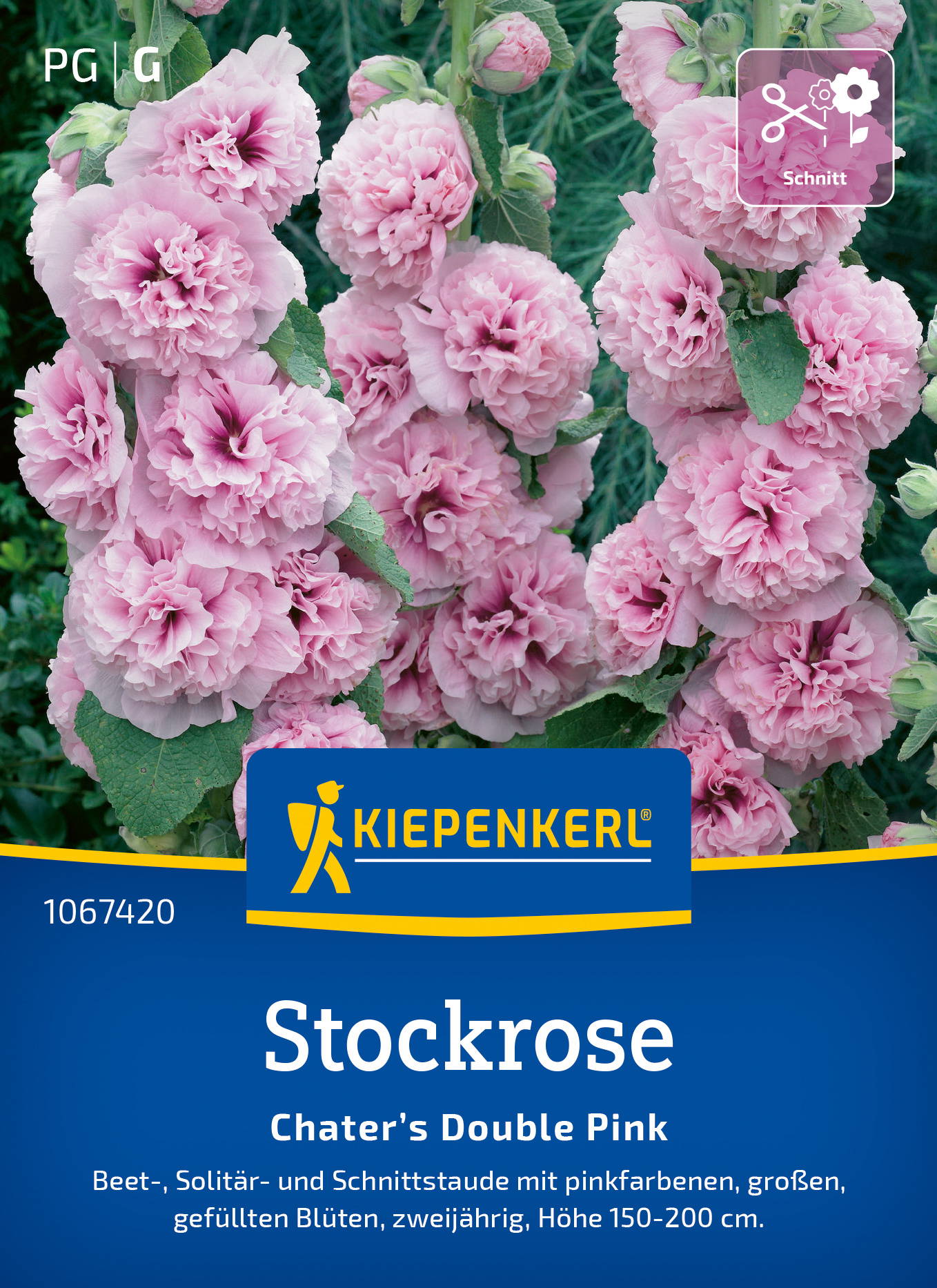Stockrosensamen Chater’s Double Pink