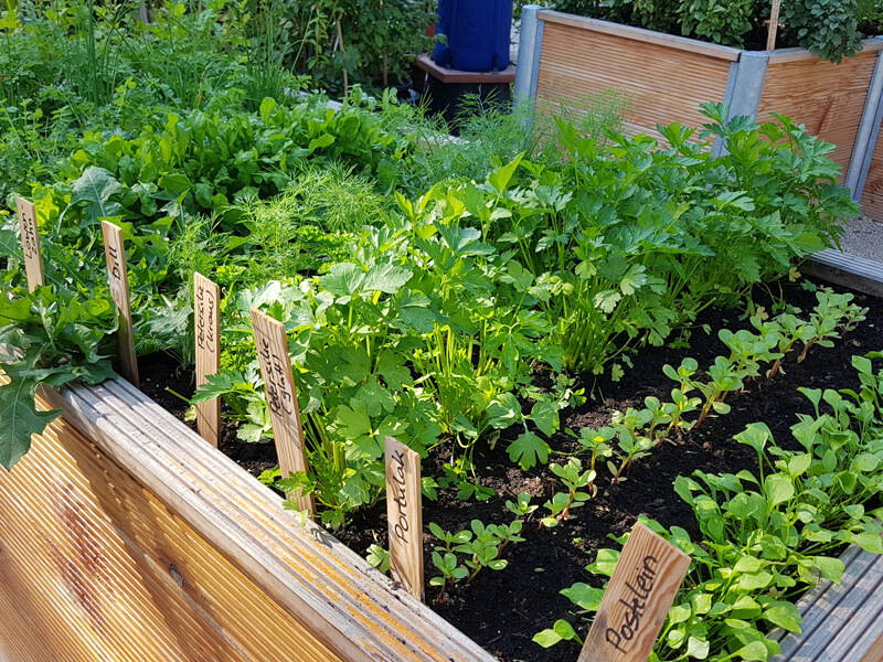 Gemüsegarten mit verschiedene Pflanzen und Holzschildern in Erde, sonnig und grün.