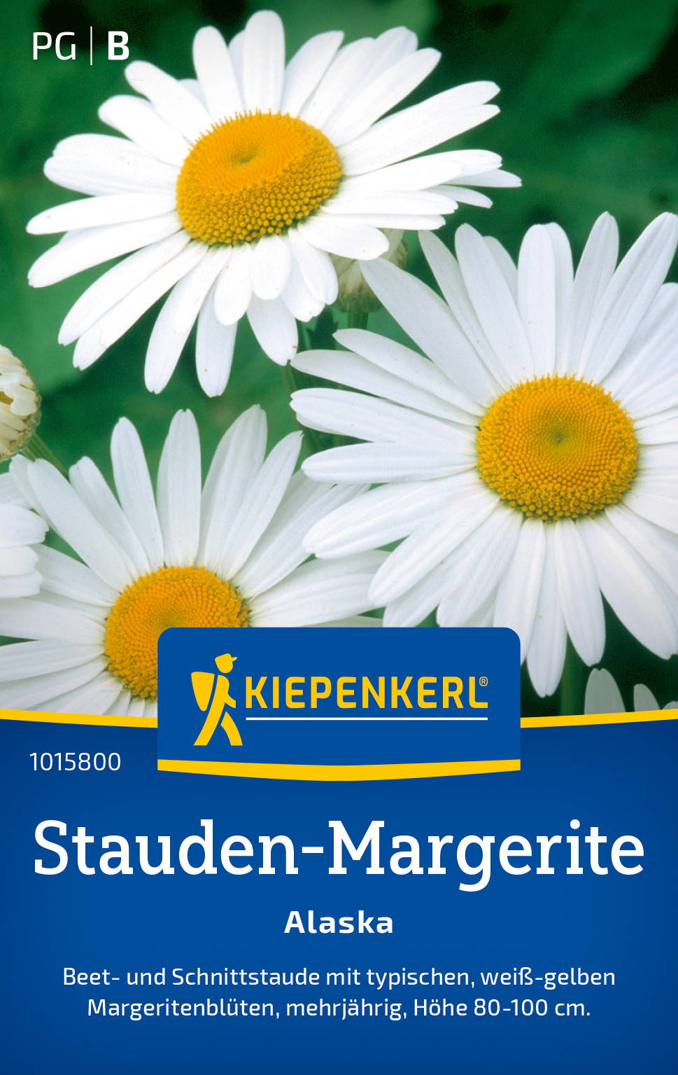 Weiße Gänseblümchen mit gelben Mitte, grüner Hintergrund, Pflanzenbereich.