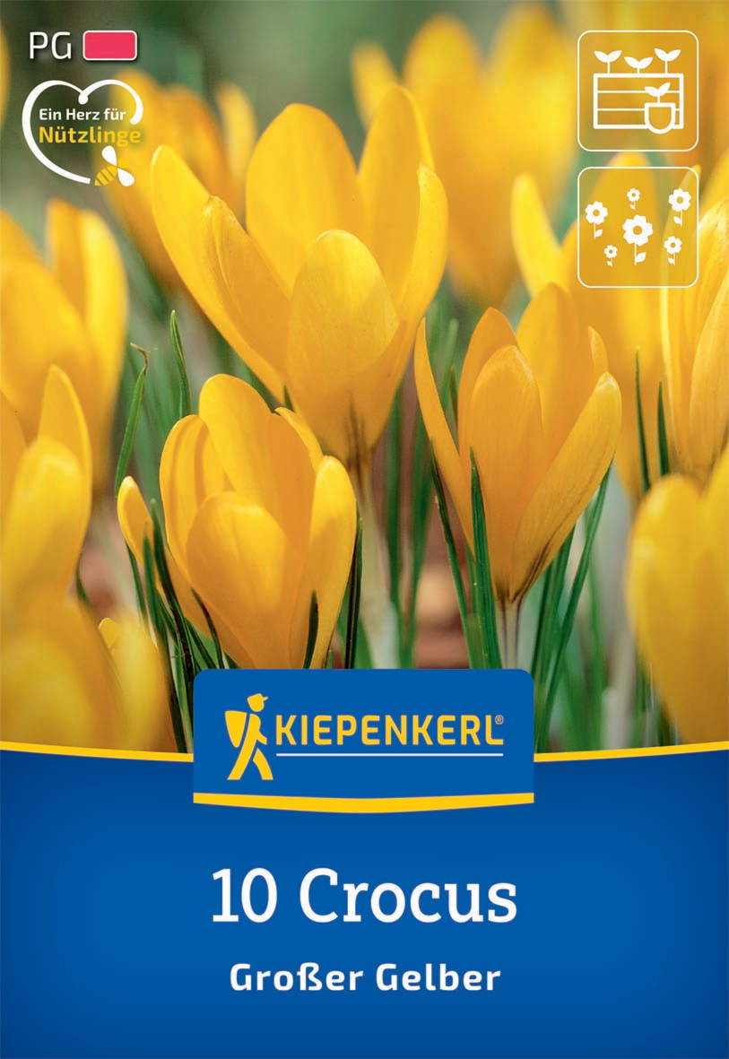 Gelbe Crocus-Blumen auf grünem Gras, Kiepenkerl-Saatgutpackung für 10 Crocus, Großer Gelber.