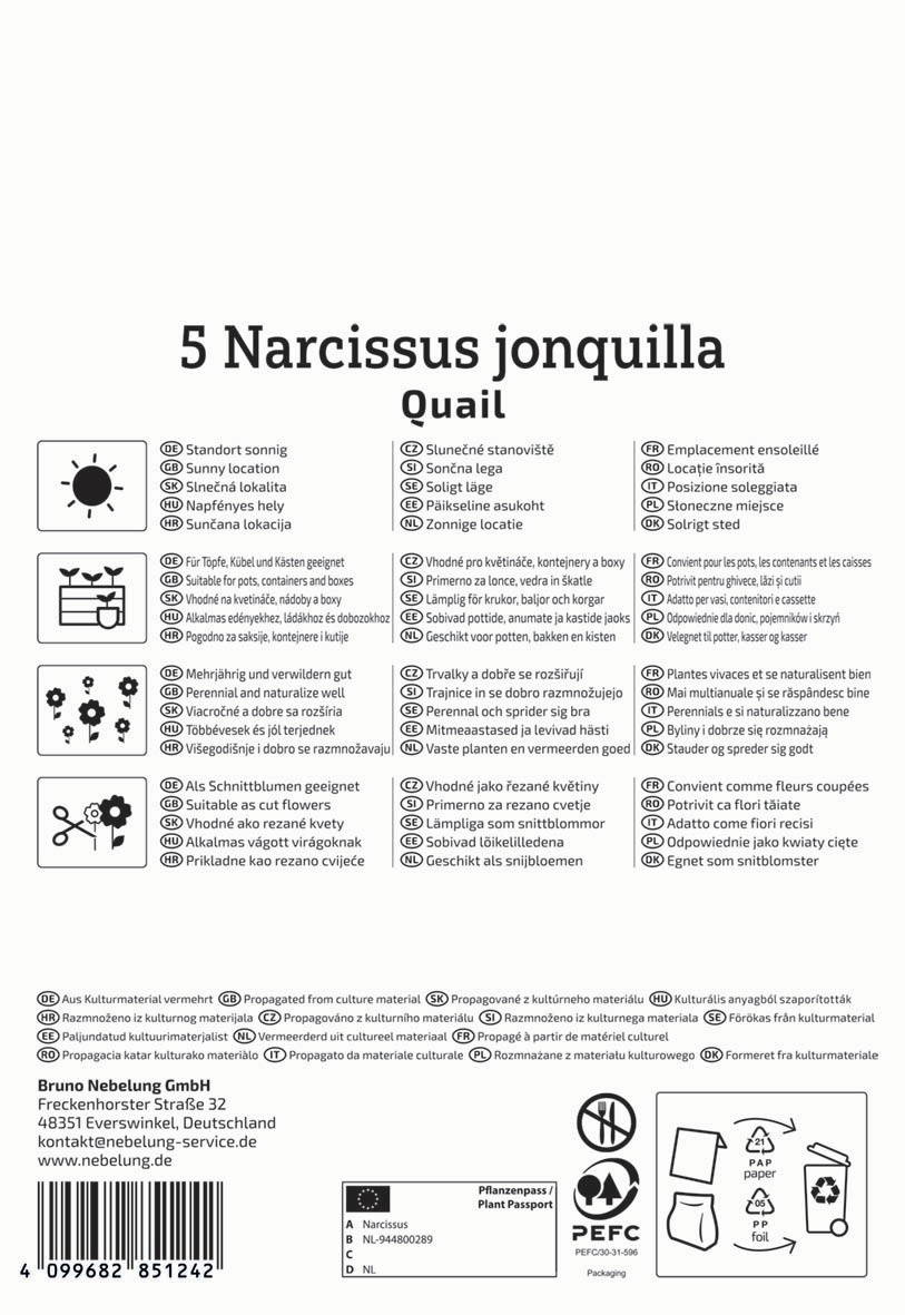 Narcissus jonquilla Quail, sonniges Blühpflanzen, geeignet für Töpfe, Anlagen und Beete.