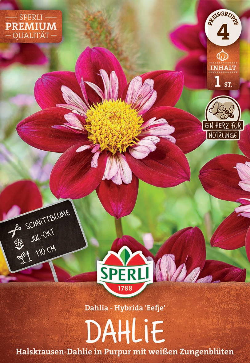 Rote Dahlien mit weißen Zungenblüten, gelber Mittelteil, grüne Stängel und Blätter im Hintergrund.