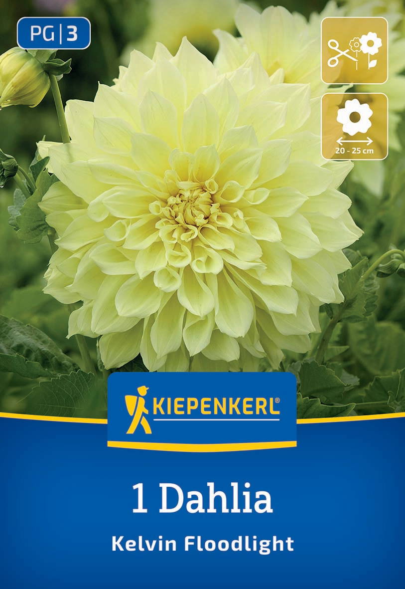 Hellgelbe Dahlie mit großen, gefüllten Blüten, grüne Blätter im Hintergrund, Blütendurchmesser 20-25 cm.