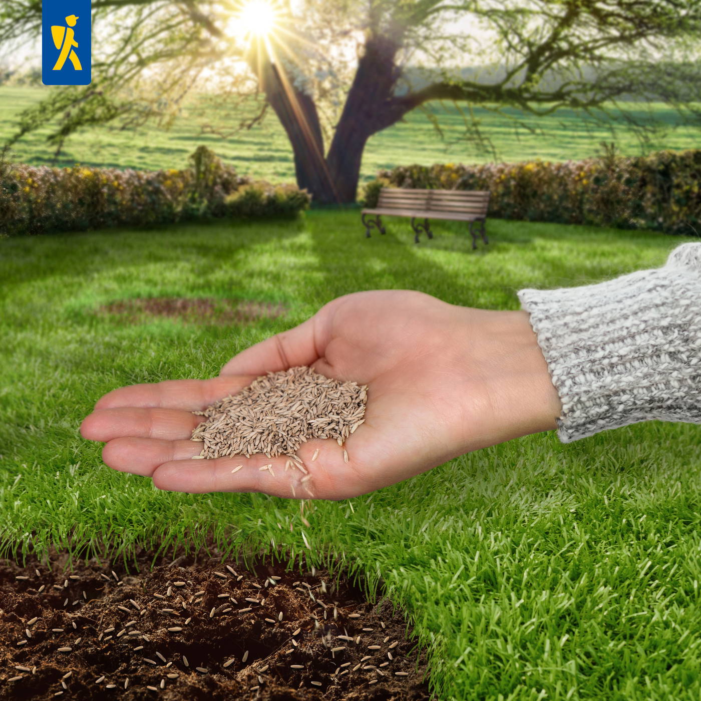 Hand hält Samen über freiem Boden mit sprießendem Gras, im Hintergrund Baum, Parkbank und Sonnenstrahlen.
