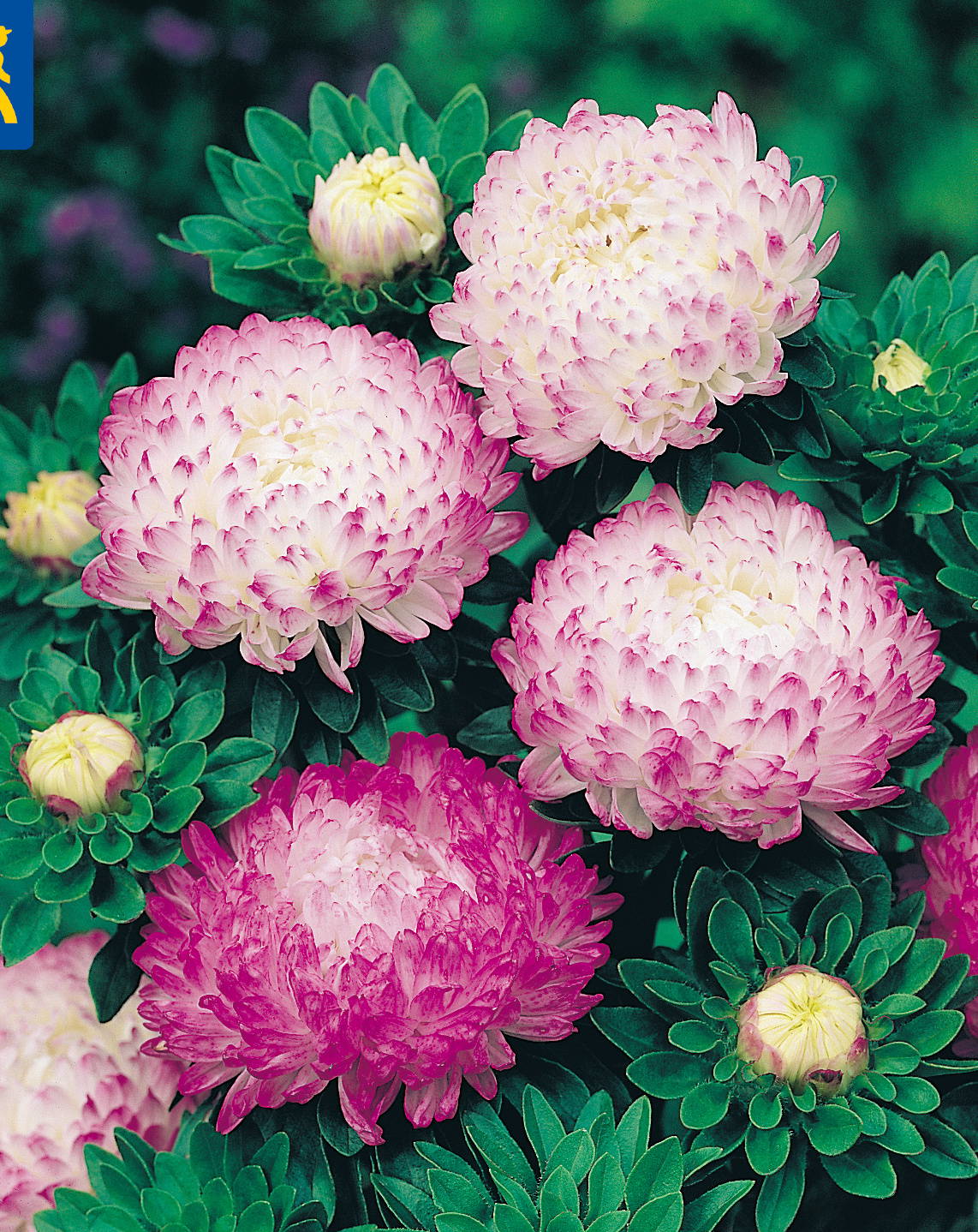 Drei große, mehrfarbige Blüten in Rosa, Weiß und Pink, umgeben von grünen Blättern und zarten Knospen.