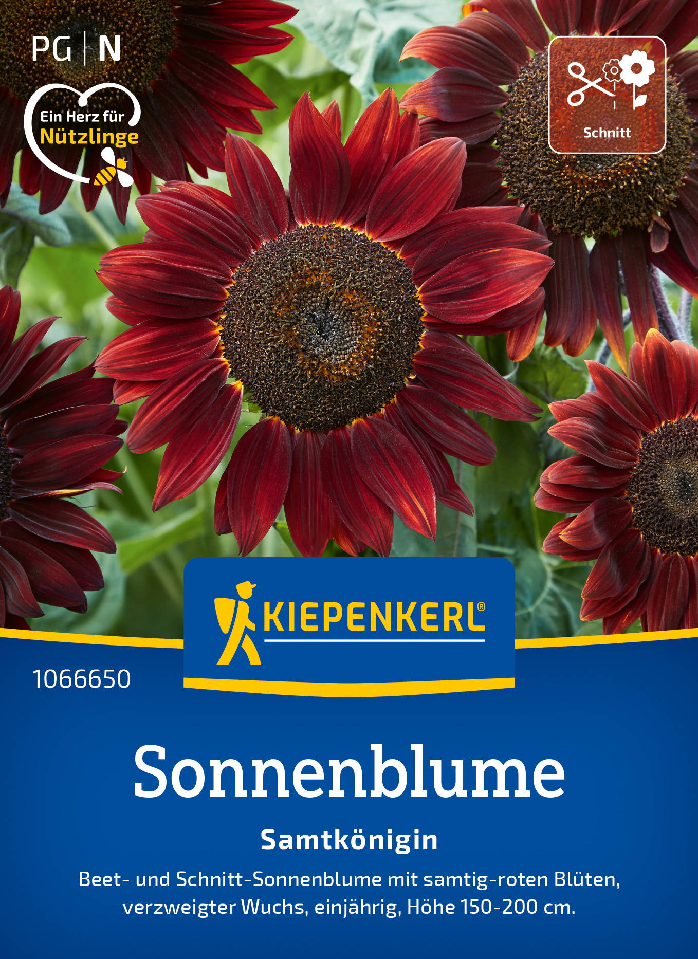 Sonnenblumensamen Samtkönigin