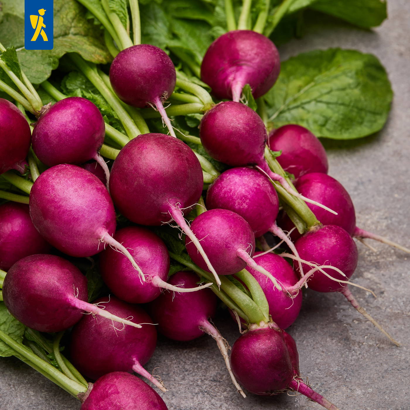 Frischer Radieschen mit grünen Blättern auf einer grauen Oberfläche.