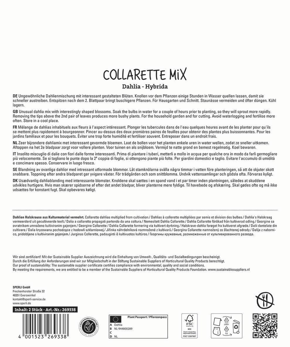 Ungewöhnliche Dahlienmischung mit interessanten Blütenknollen, in Wasser vor dem Pflanzen.