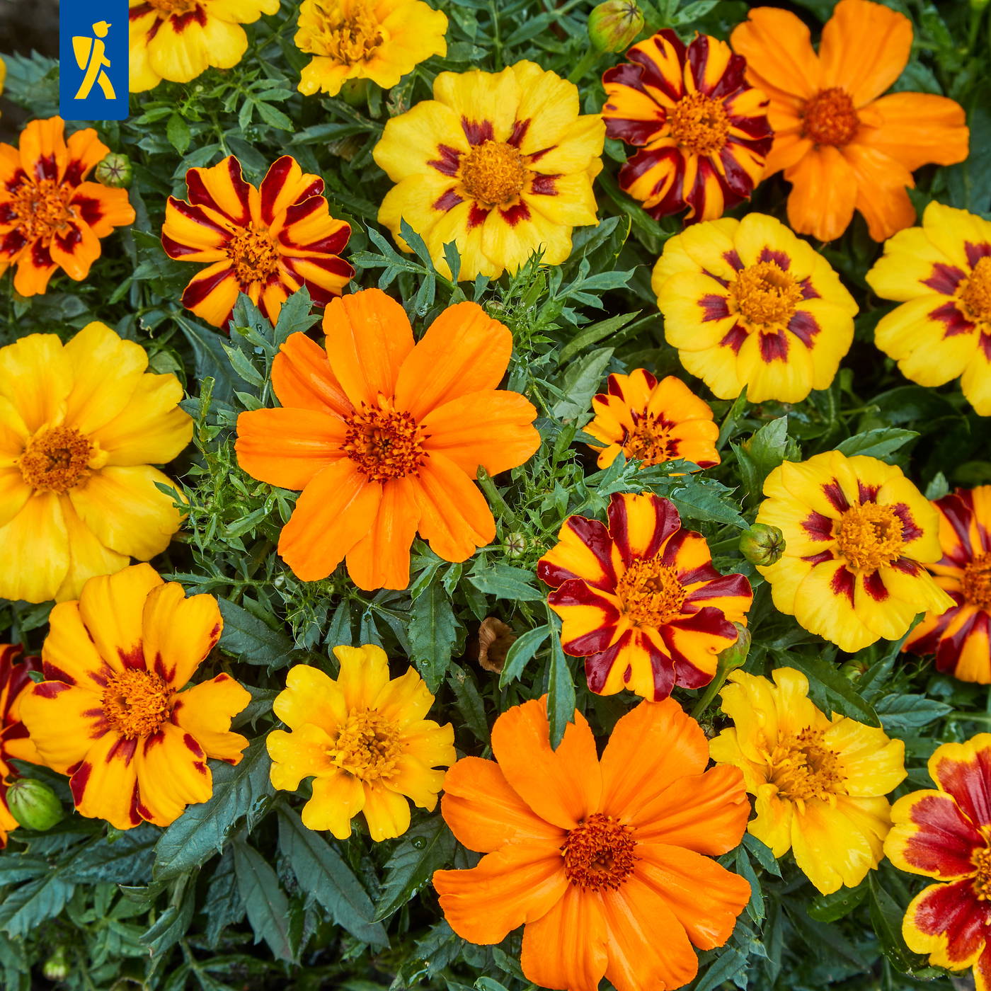 Bunte Blumen in Orange, Gelb und Rot mit grünen Blättern, teilweise mit rotmarmorierten Mustern.