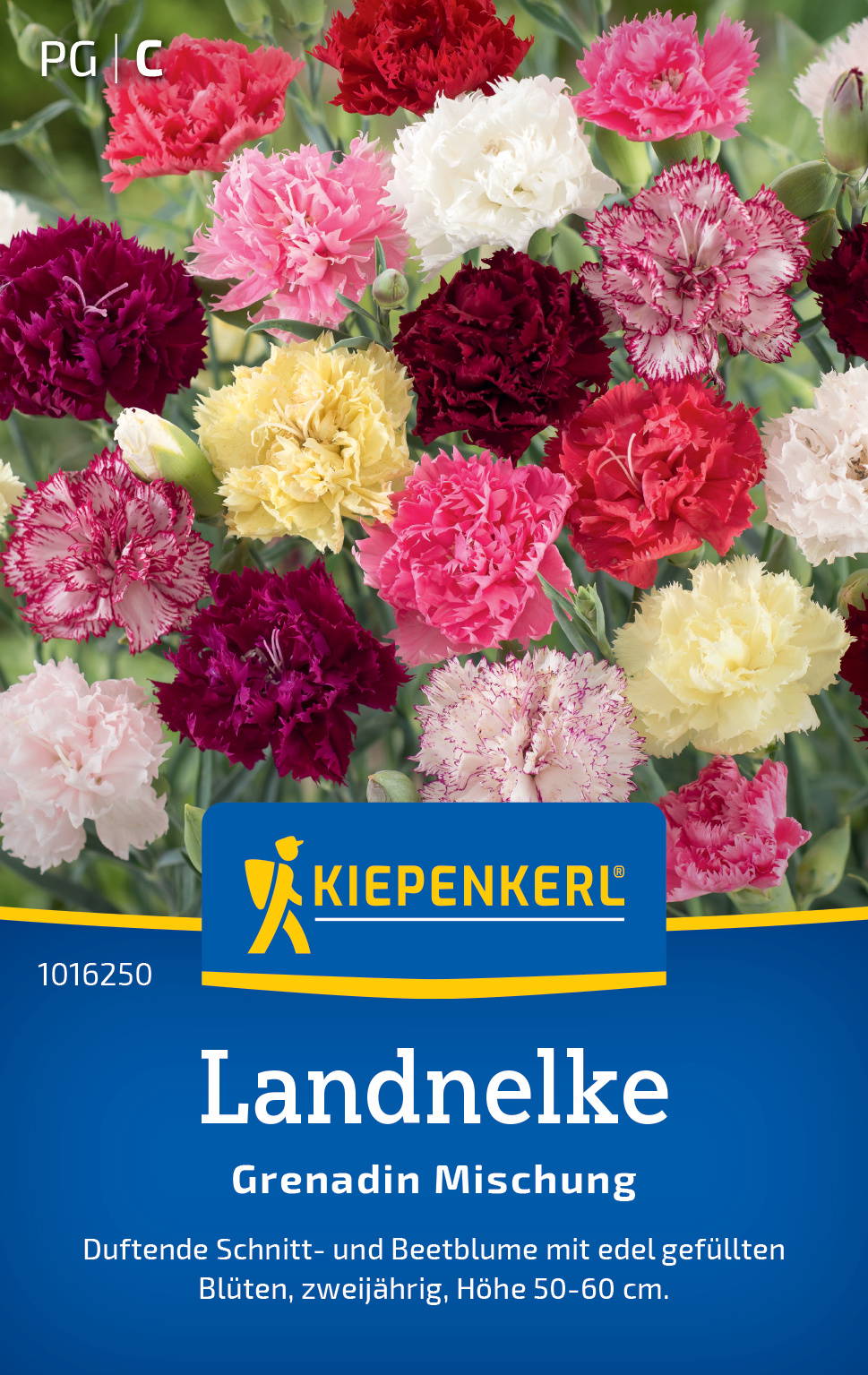 Bunte Pelargonie mit gefüllten Blüten in rot, pink, weiß, creme und violett auf dem Bild.