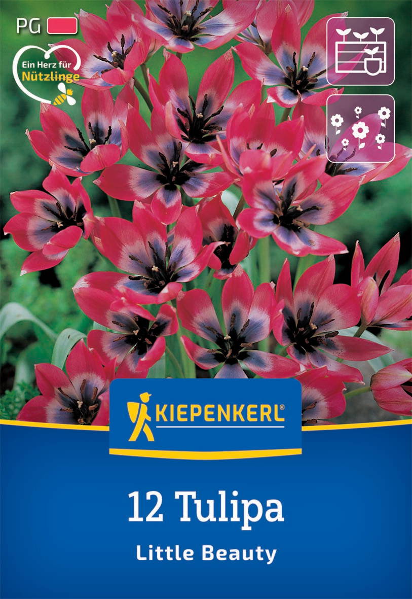 Bunte Tulpenblumen in pink, mit schwarzen Staubblättern, vor grünem Hintergrund.