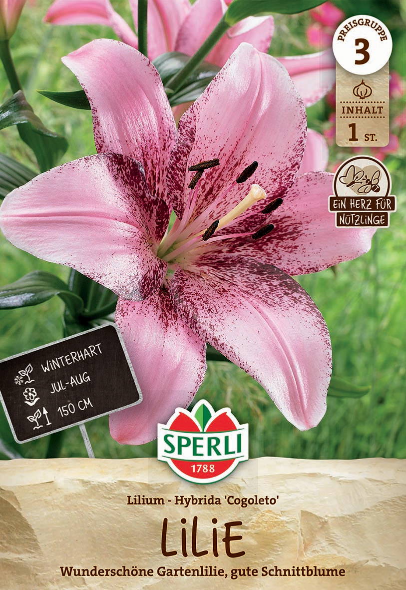 Pinkfarbige asiatische Lilie mit dunkelroten Flecken auf den Blütenblättern.