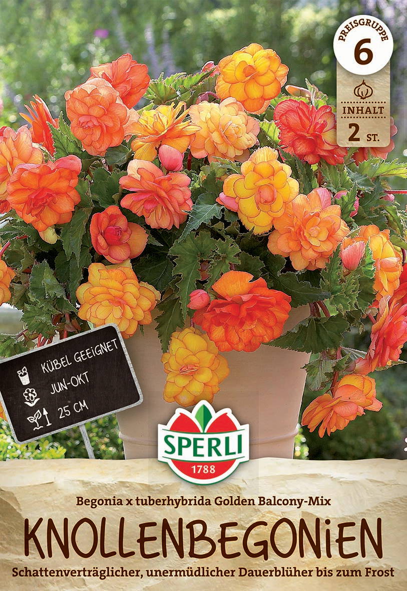 Frauen mix aus orange und gelben Begonien mit grünen gezackten Blättern in weißem Topf.