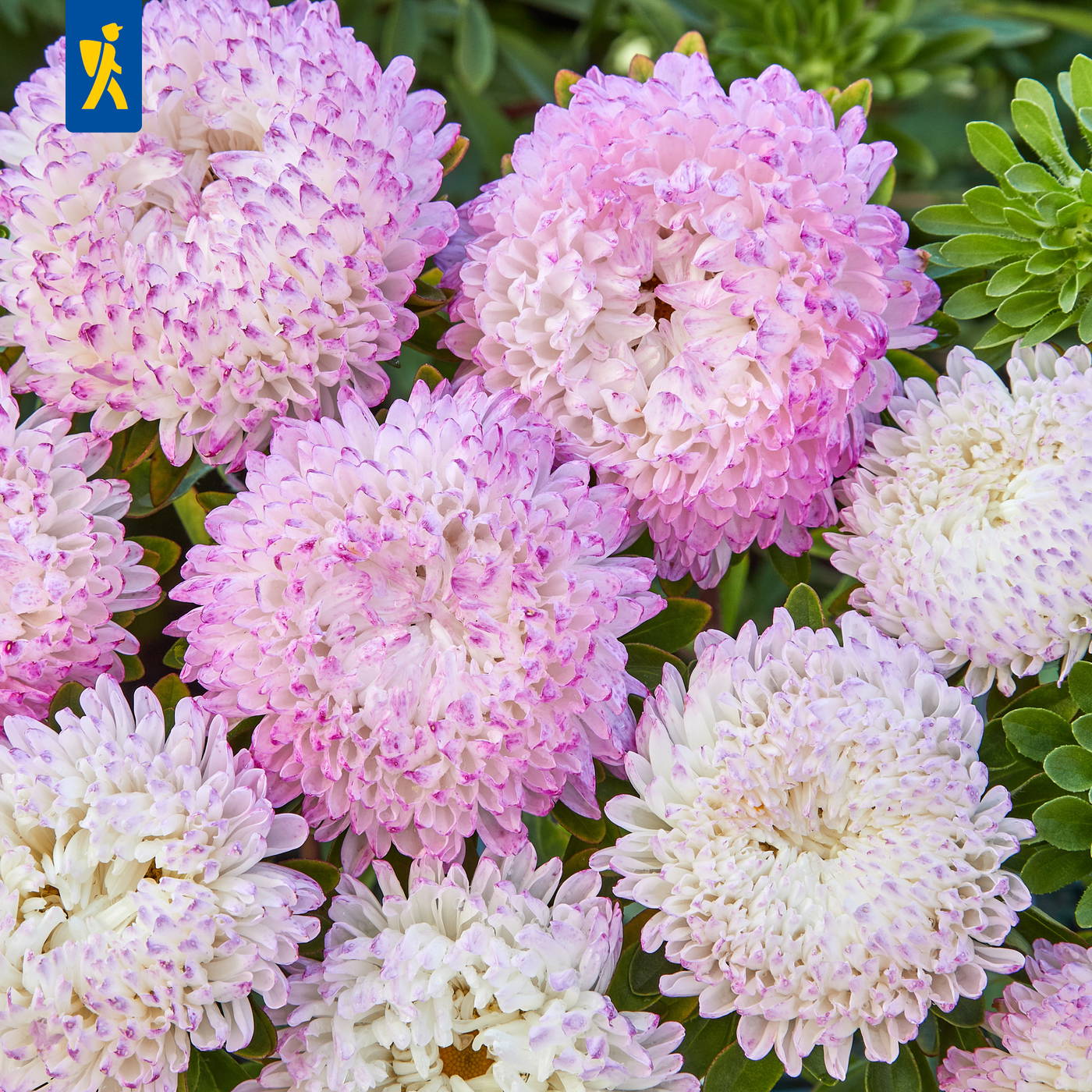 Mehrere pink-weiße, dichte Blütenknäuel mit grünen Blättern im Hintergrund.