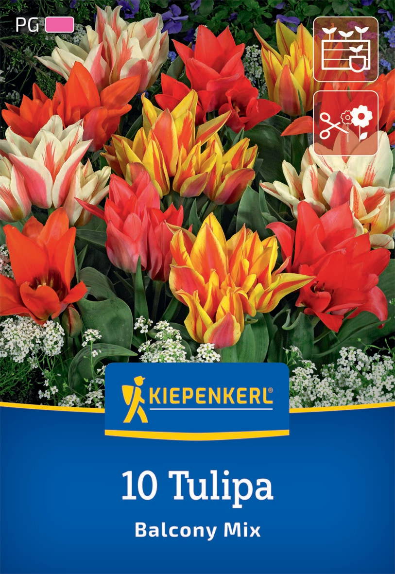 Greigii-Tulpen Balkonzauber Mix