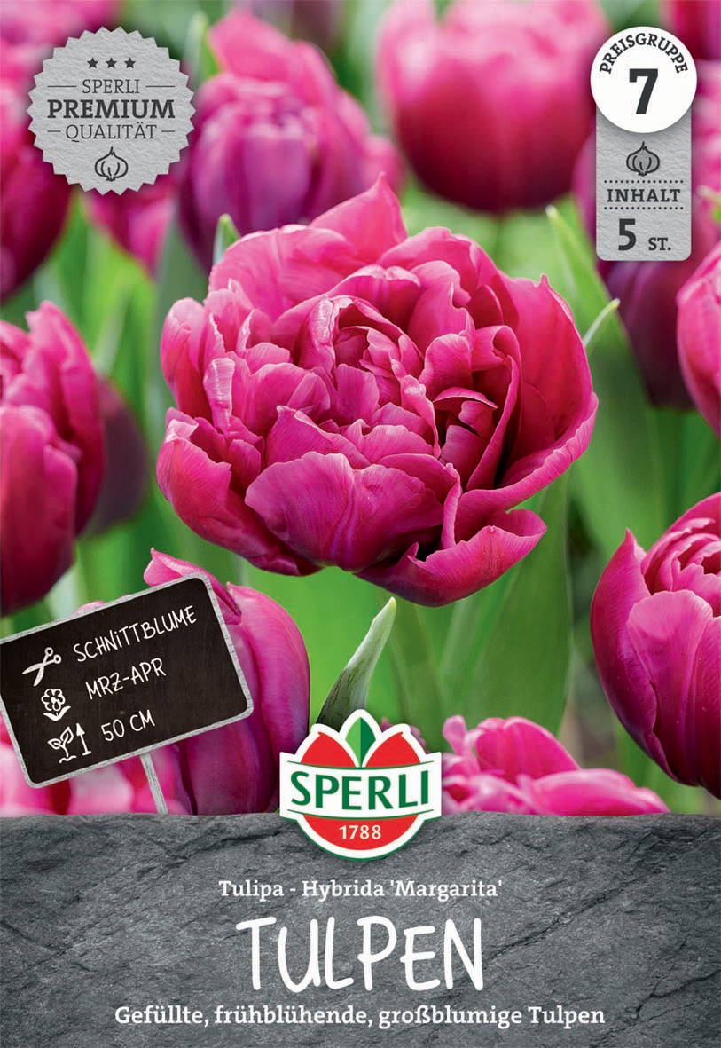 Pinkfarbene Tulpen mit grünen Blättern, Blüten dicht und groß, im Garten.