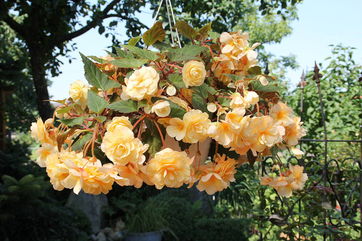 Hängende Pflanze mit gelben Blüten in einem Garten auf grünem, bewaldetem Hintergrund.