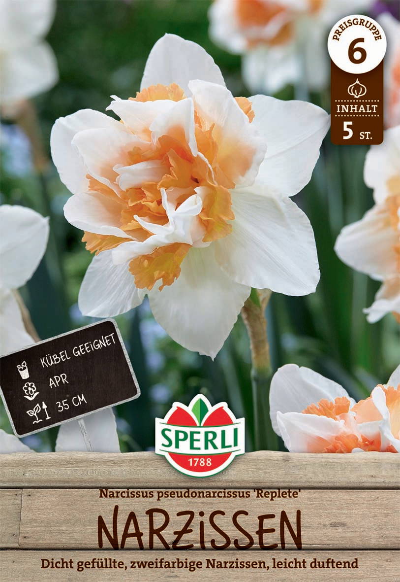 Weiß-orange gefüllte Narzisse mit mehreren Blüten, ca. 35 cm hoch.