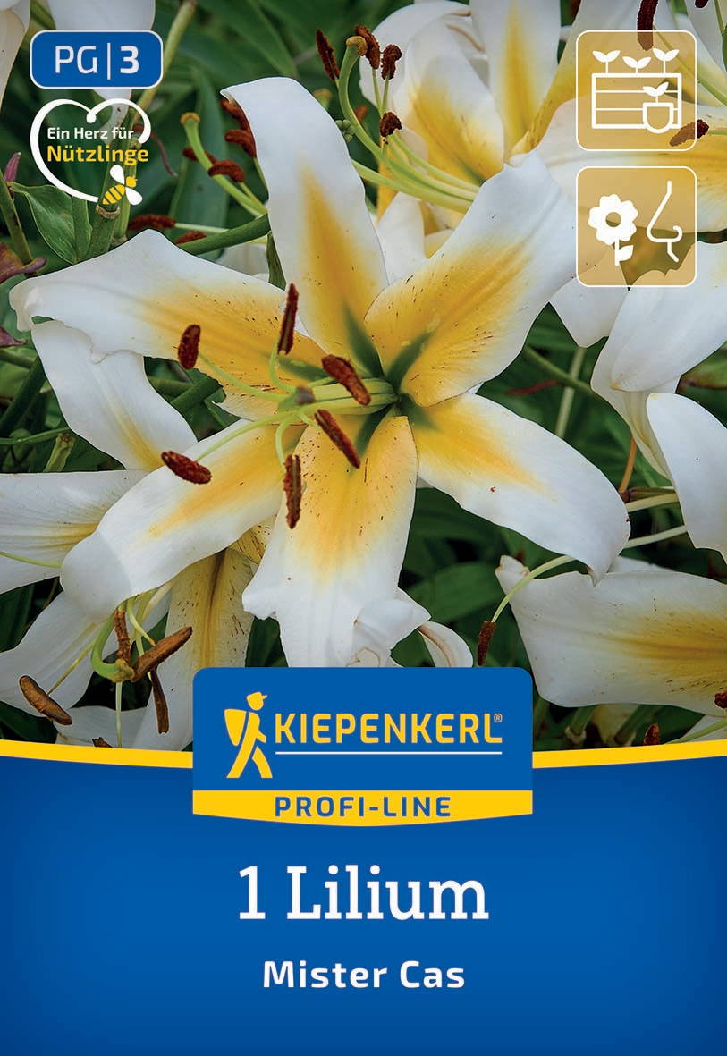 Weißer Lilium mit gelber Mitte und braunen Staubblättern, grüner Hintergrund, Produktlabel mit Markenname und Pflegehinweisen.