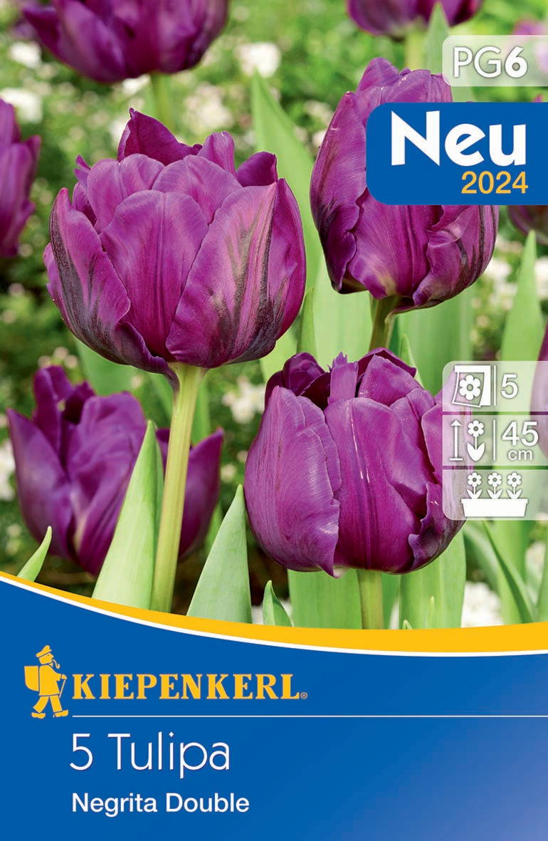 Gefüllte späte Tulpe Negrita Double