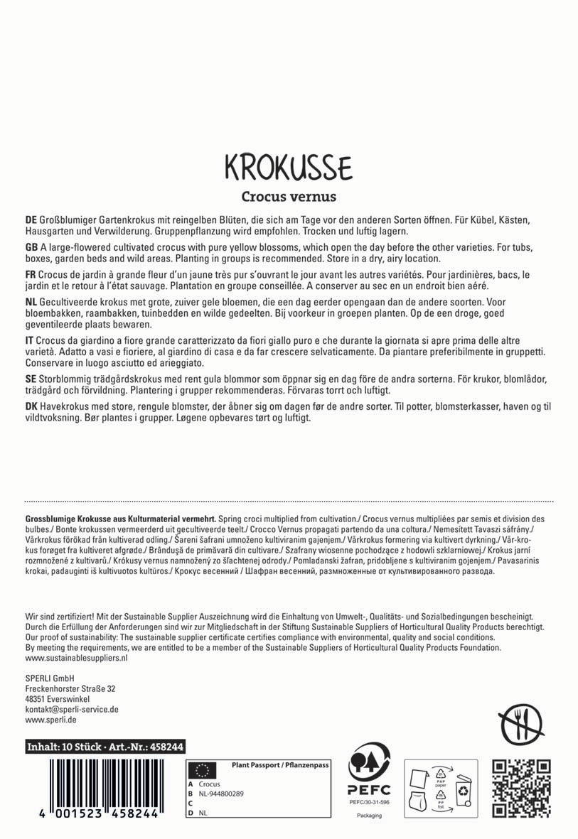 Großblumiger Gartenkrokus Crocus vernus mit reinen gelben Blüten, blüht vor anderen Sorten im Frühjahr