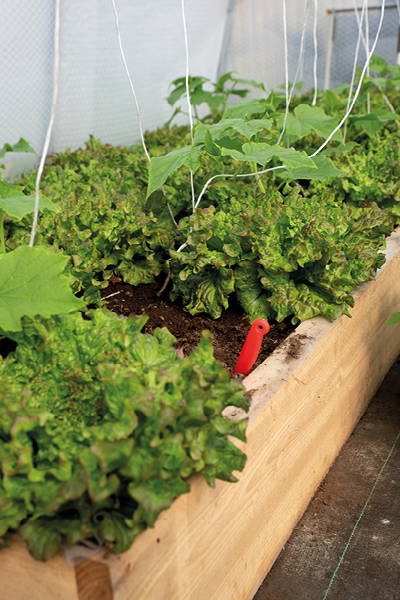 Kräuter und Salat in einem Holzhochbeet im Garten.