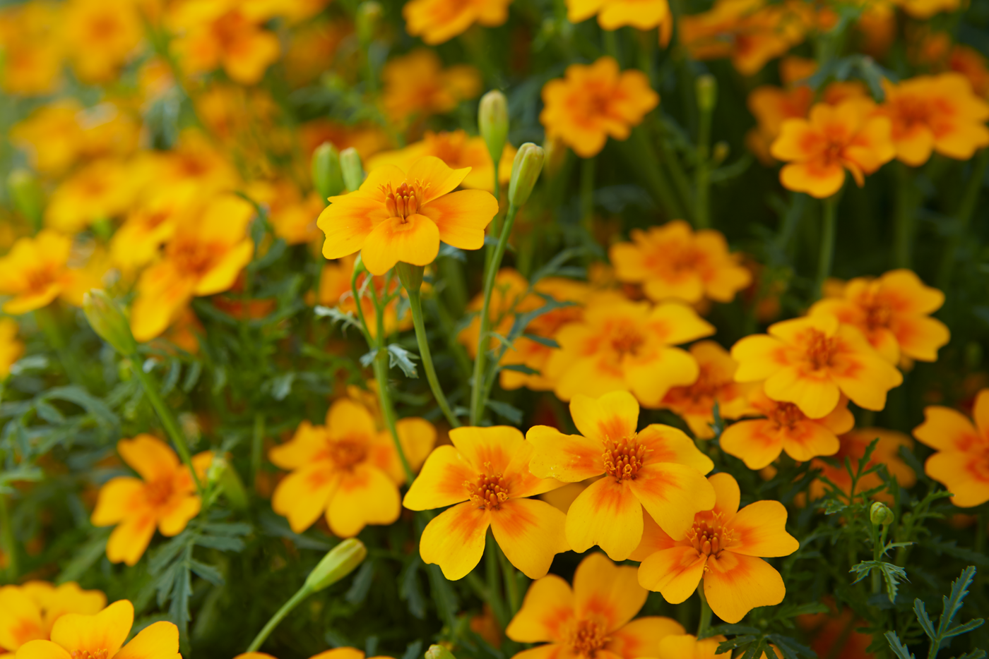 Nahaufnahme von orange-gelben Tagetesblüten mit grünen Blättern