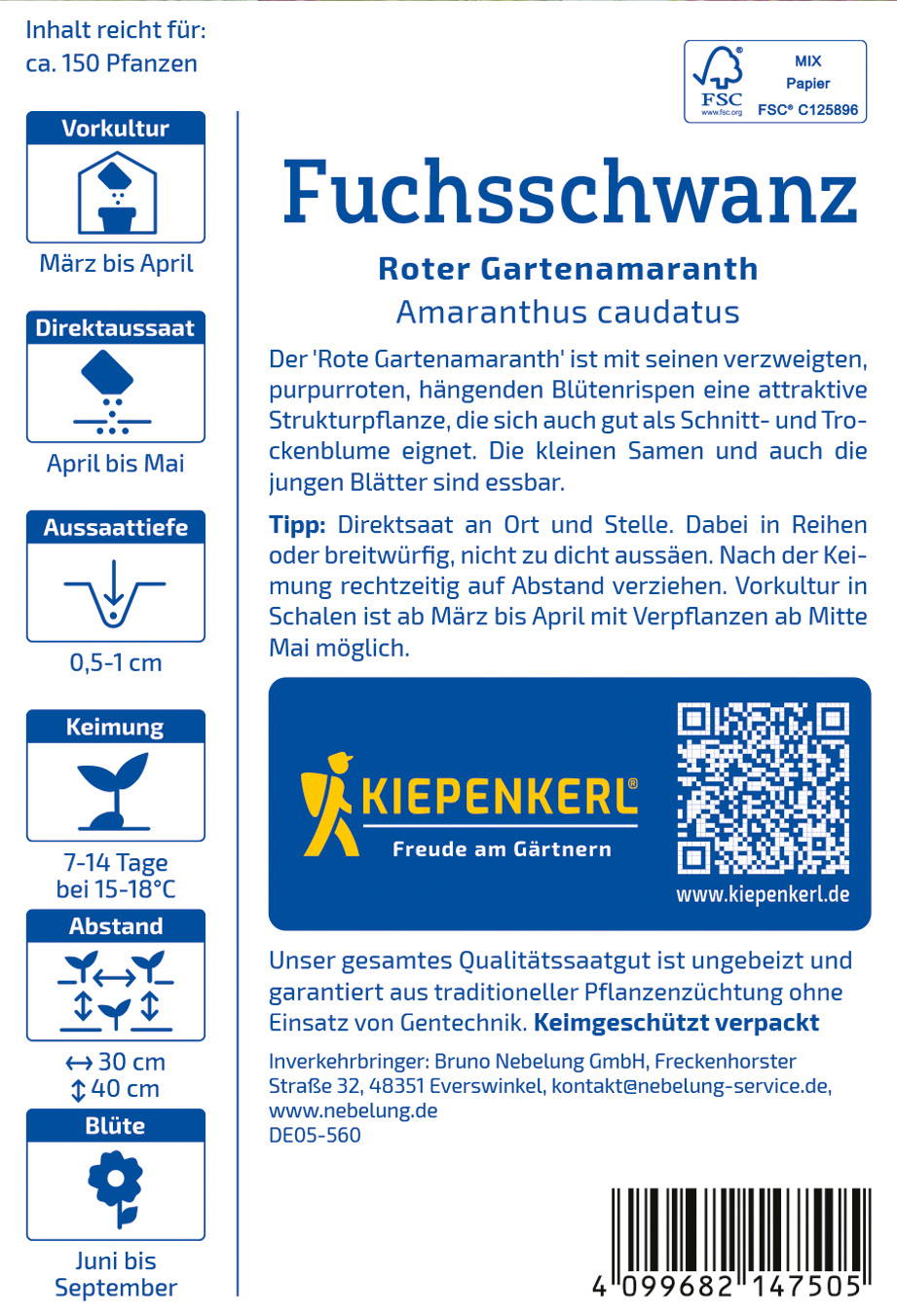 Fuchsschwanz Roter Gartenamanth Amaranthus caudatus Pflanze mit schmalen Blättern und Blütenrispen in einem Bild.