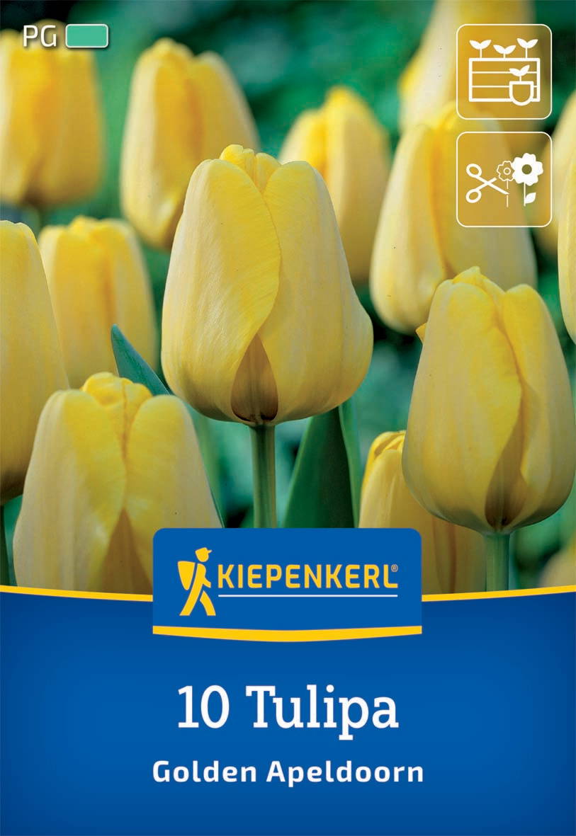 Gelbe Tulpen mit grünen Blättern vor einem grünen Hintergrund, Verpackung mit Kiepenkerl-Logo.