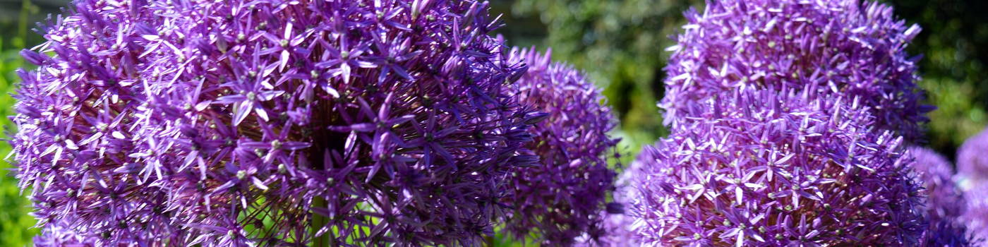 Drei große lila Blumenkugeln aus kleinen Sternenförmigen Blüten auf Grün.