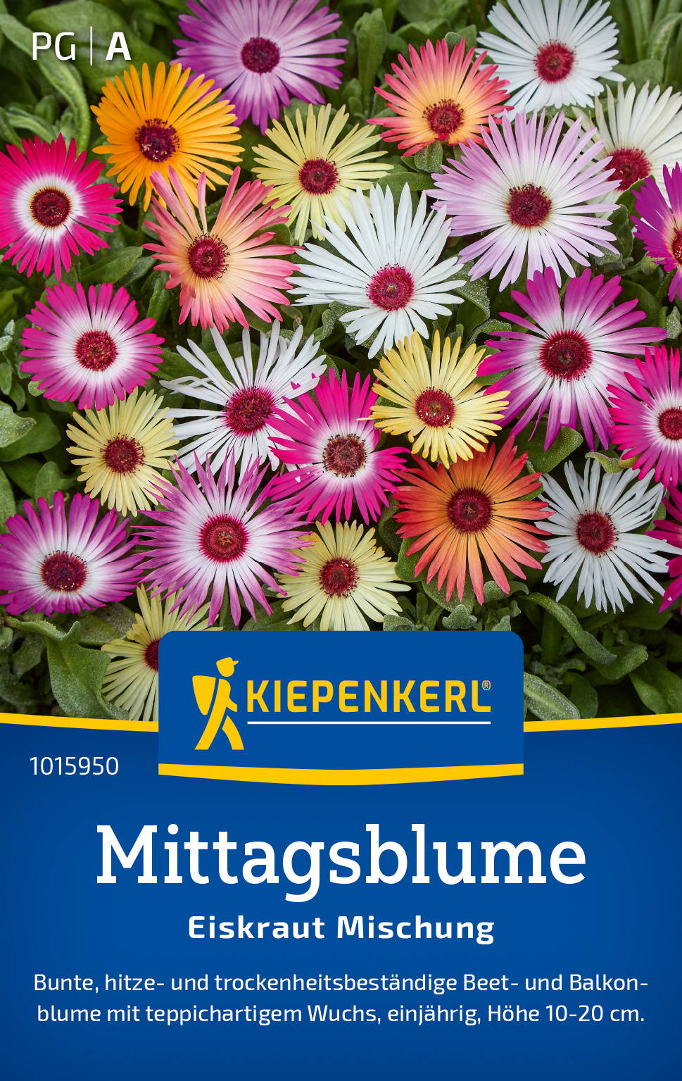 Bunte Blüten der Saatgutmischung Mittagsblume mit pink, gelb, orange und weiß.