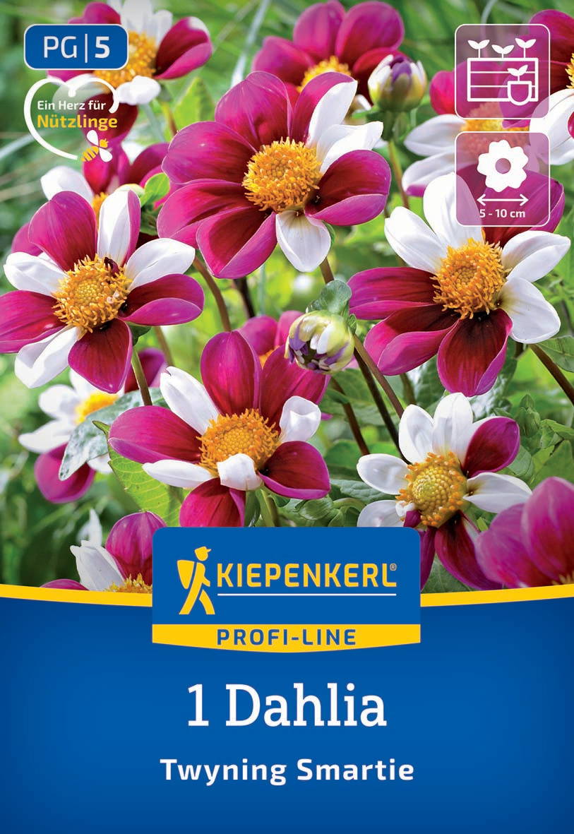 Bunte Dahlien mit rot-weißen Blüten und gelben Staubblättern auf grünem Hintergrund, Verpackung mit Kiepenkerl Logo.