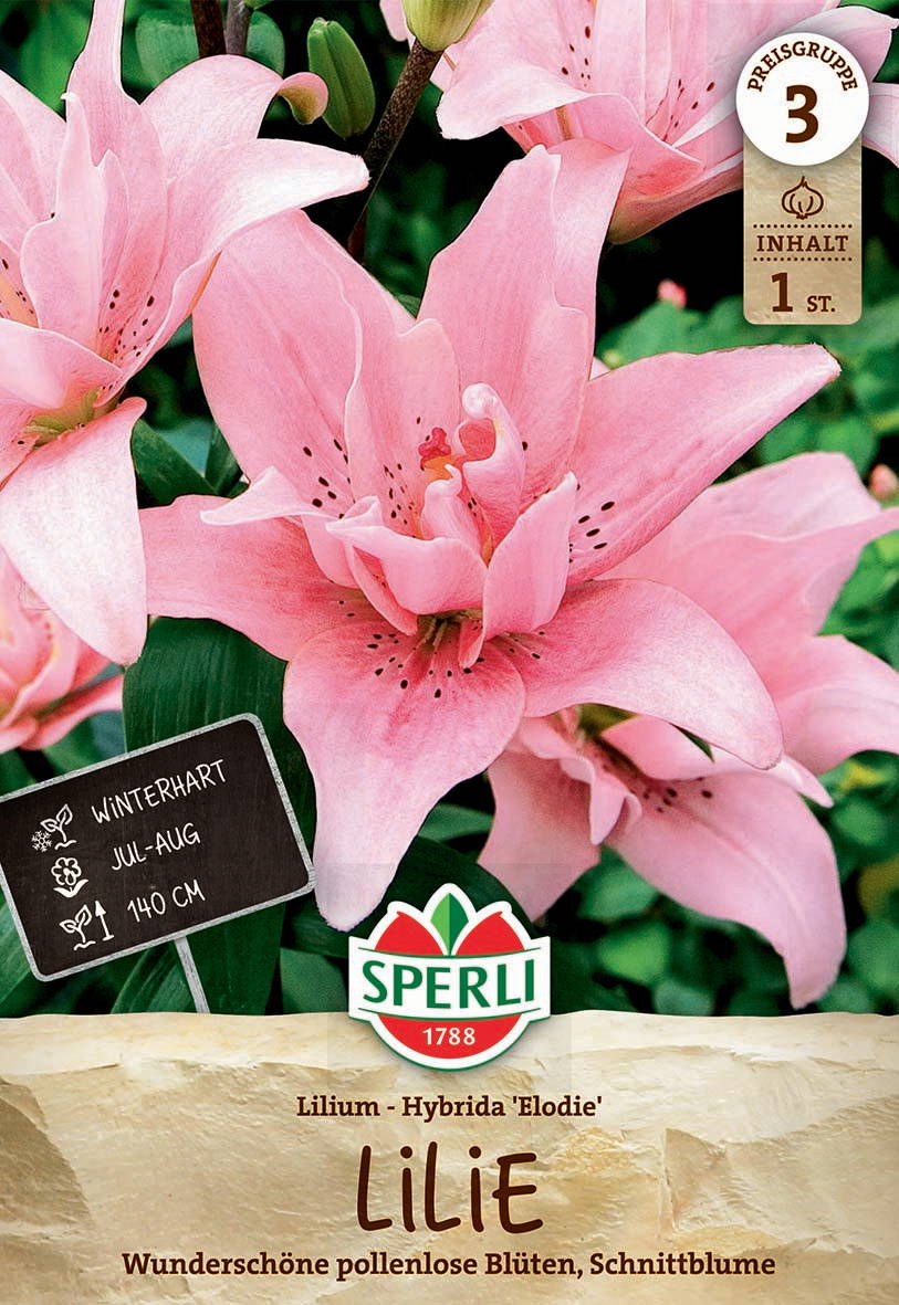 Groß pinke Lilienblüte mit grünem Hintergrund und schwarzem Beschriftungsschild.