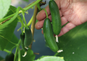 Hand hält vier grüne Gurken an einer Pflanze, im Hintergrund Blätter.