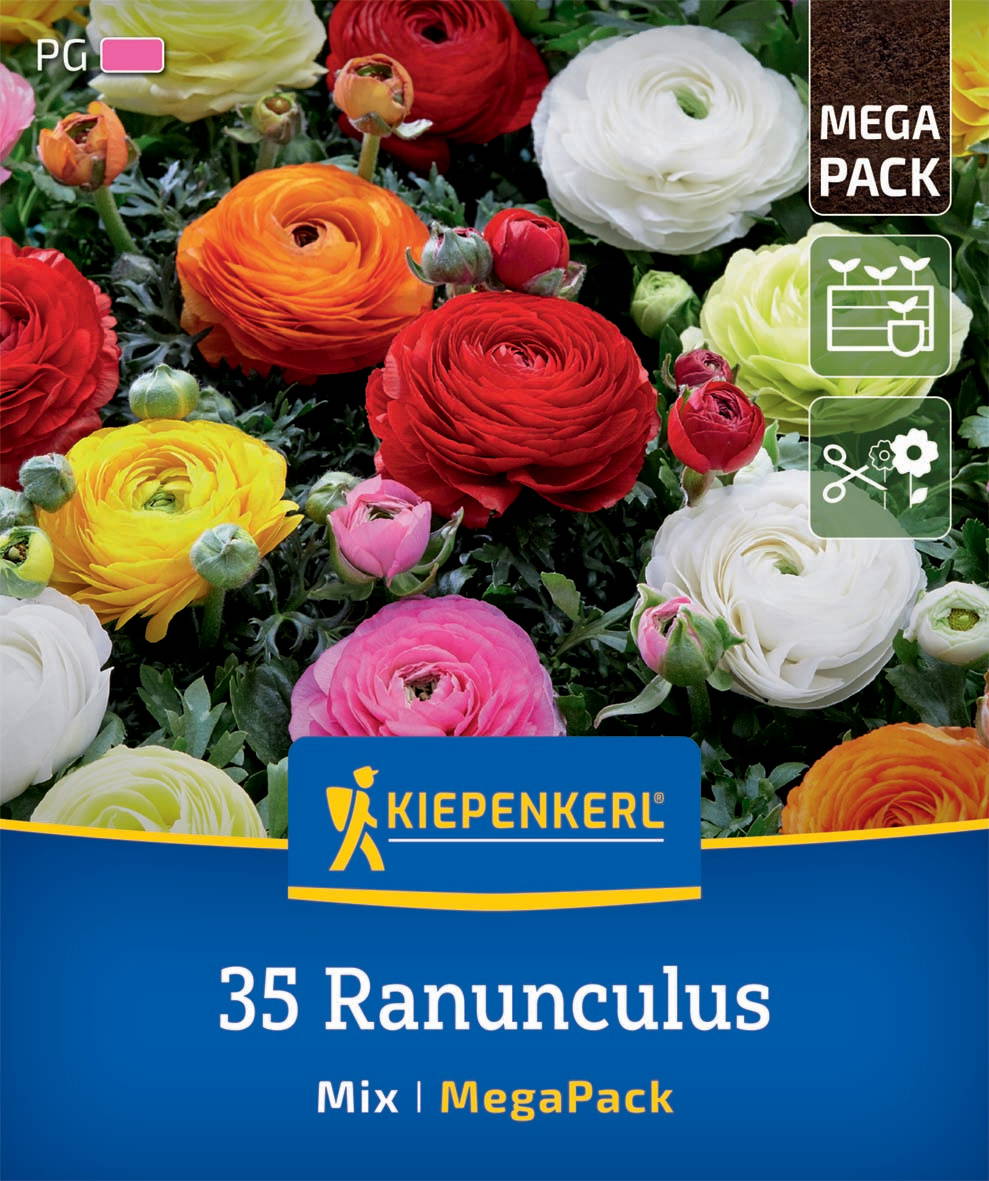 Bunte Ranunkelblumen in roten, gelben, pinken, weißen und orangefarbenen Blüten, umgeben von grünen Blättern.