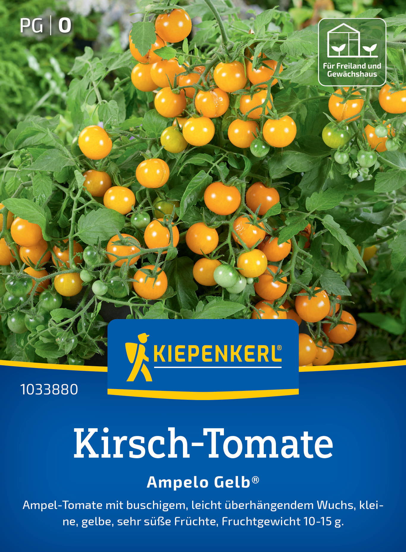 Reife und unreife gelbe und grüne Tomaten an einer Pflanze mit grünen Blättern.