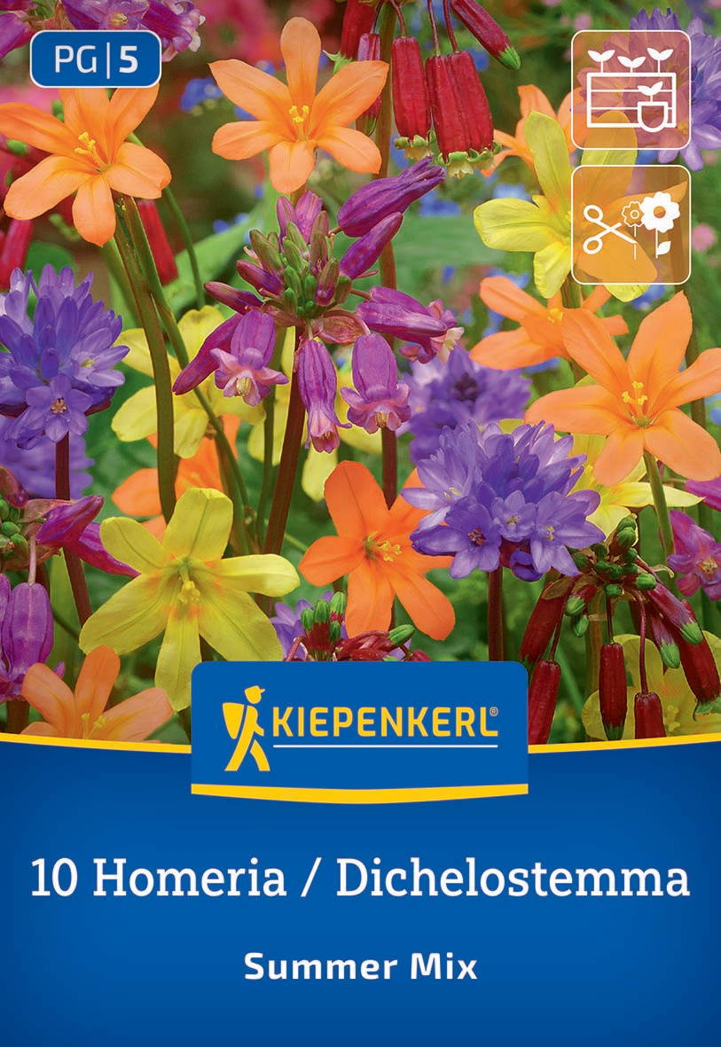 Bunte Mischung aus orange, gelben, lila und roten Blumen mit grünen Blättern.