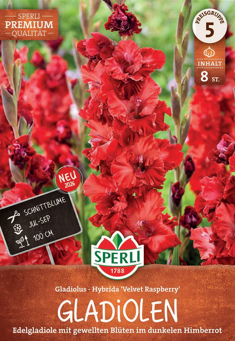 Rote Gladiolus-Blüten mit gewellten Blüten im dunklen Himbeerrot, umgeben von grünen Blättern.