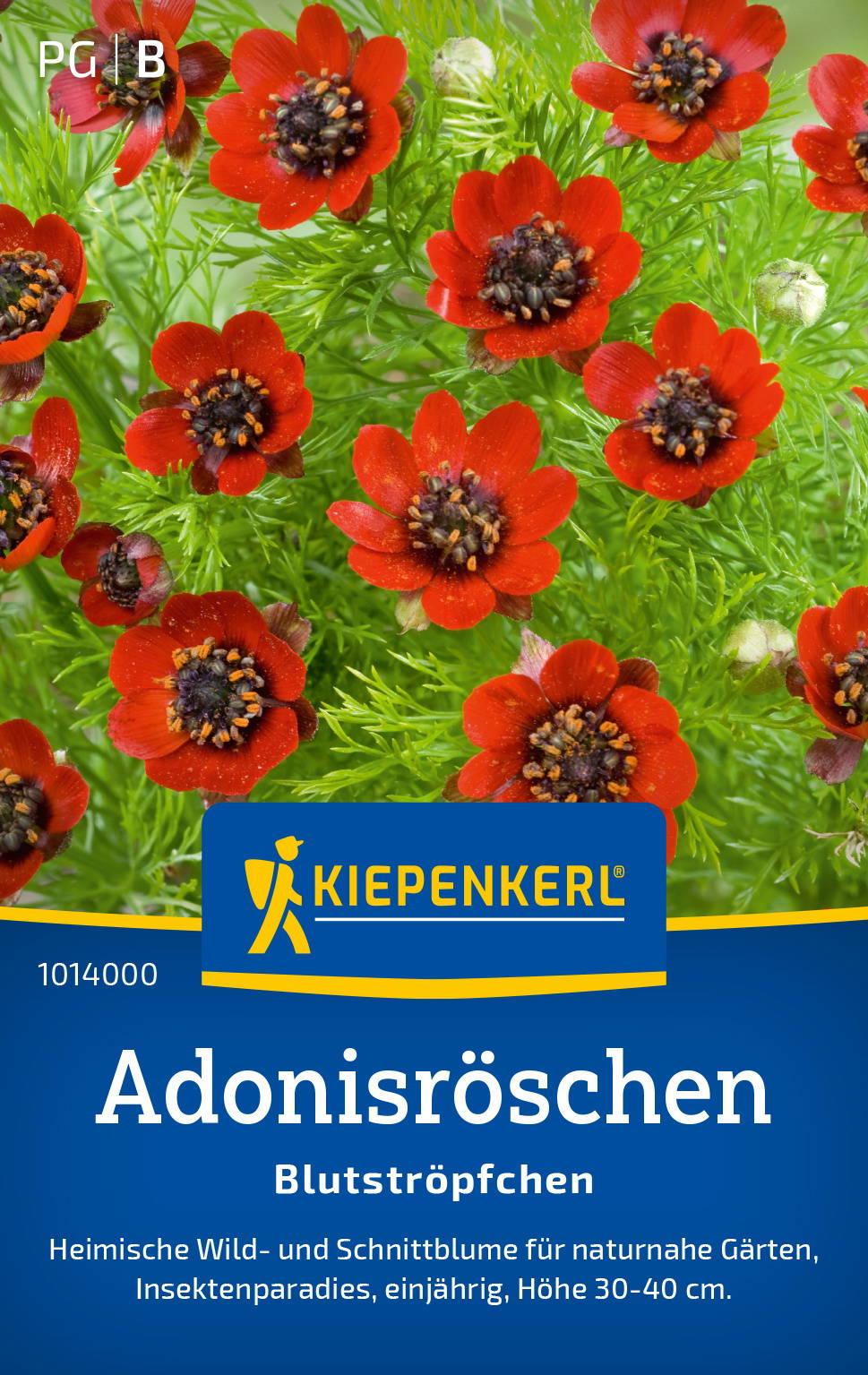 Adonisröschensamen Blutströpfchen